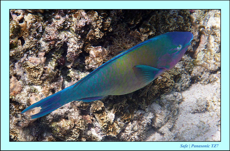 2012 - 07 - Apoh Island 63